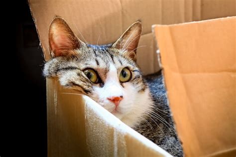 Can You Print Pictures at FedEx? And Why Do Cats Love Cardboard Boxes?