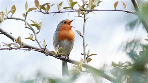 El Cantar de los Pajaros ¡Una Sinfonía de Color y Emoción en el Arte Persa!