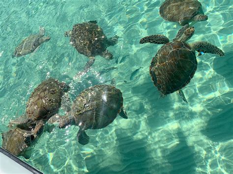 Where Can You Swim With Sea Turtles?